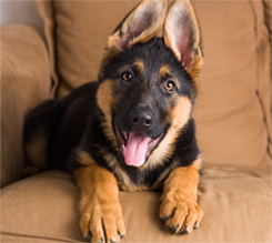 Veterinary Discounts in Eldersburg, MD